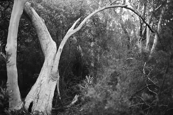 Shannon Cavarocchi's 'Song of the Siren': A Photographic Journey of Healing and Connection