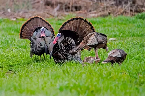 Overcoming Common Turkey Hunting Challenges for Greater Success