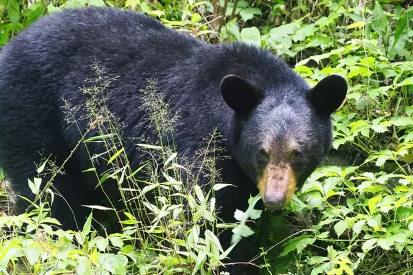 Great Smoky Mountains National Park Closes Trails After Six Aggressive Bear Encounters
