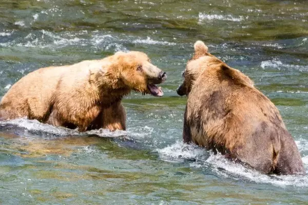 Bear Intelligence: A Deep Dive into Their Problem-Solving Abilities
