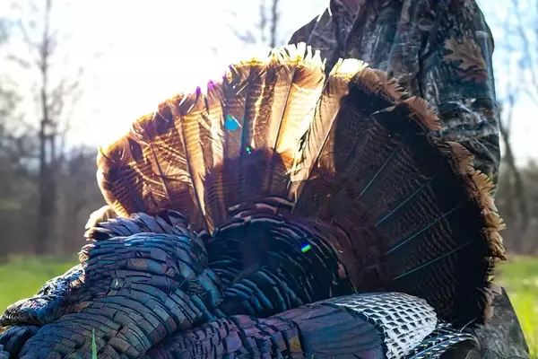 Hunter's Close Call with Bobcat During Turkey Hunt