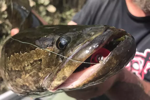 Exploring the Unique Flavors of Underrated Fish Species