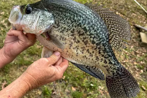 Optimal Crappie Management: Regional Approaches to Sustainable Fishing