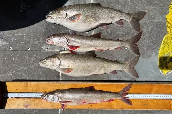 Mystery of "Zombie" Lake Trout Deepening in Lake Superior