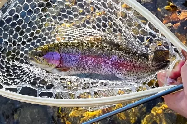 Gatlinburg: Premier Trout Fishing Destination in the Smokies