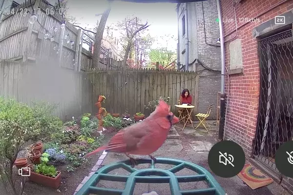 The Unexpected Joy of Birdwatching and its Influence on Fashion