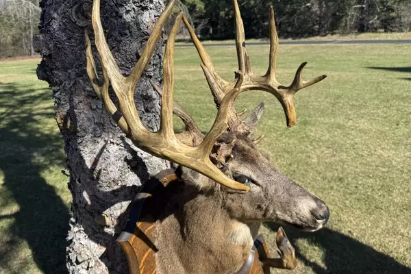 The Enigmatic Wisconsin Nontypical Buck: A Century-Old Mystery