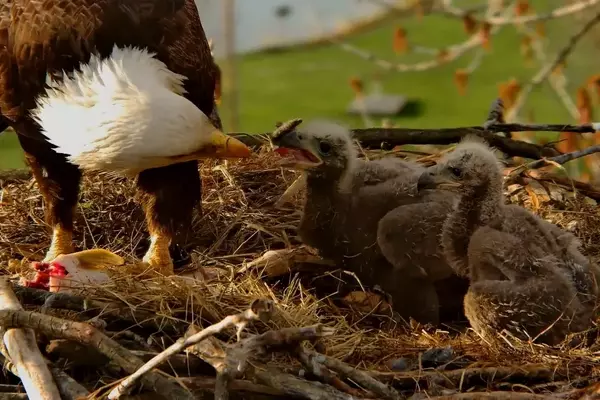 Eagle Nest Cameras: A Digital Community's Passion for Avian Life