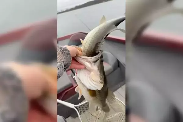 Angler's Unusual Catch: A Bass Devouring Another Bass