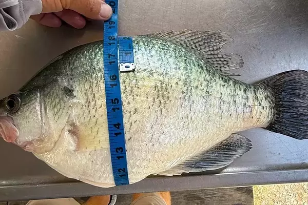Angler Hooks Four-Pound Crappie at Grenada Lake