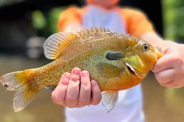 Top Baits and Lures for Bluegill and Panfish
