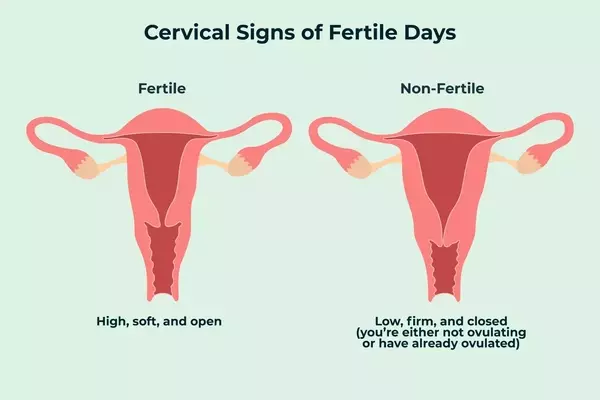 Understanding Your Cervix: A Guide to Self-Examination