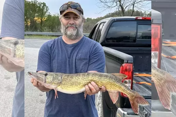 West Virginia Angler Reclaims Chain Pickerel Length Record