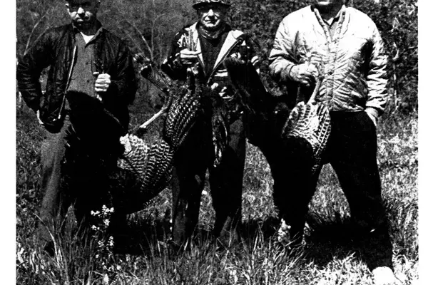 Vermont's Wild Turkey Revival: A Triumph of Conservation