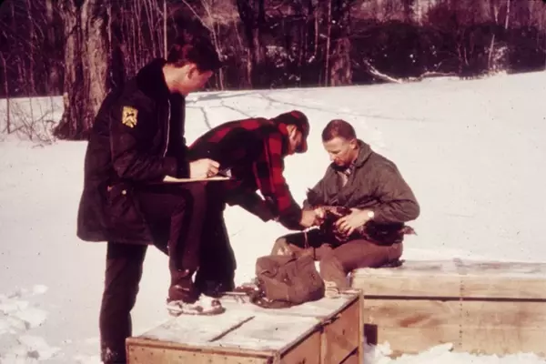 Vermont's Wild Turkey Revival: A Hunter's Tale