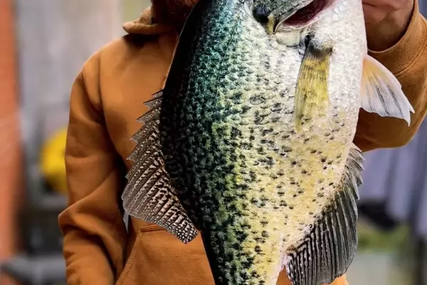 Ohio Angler Catches First Hybrid Crappie State Record