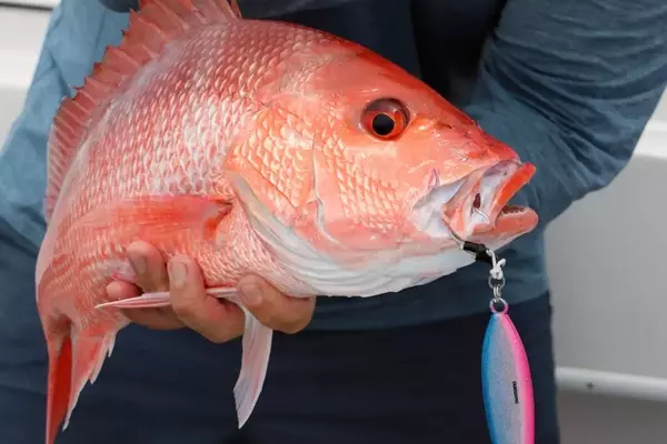 South Atlantic Snapper Seasons Set to Expand in 2026