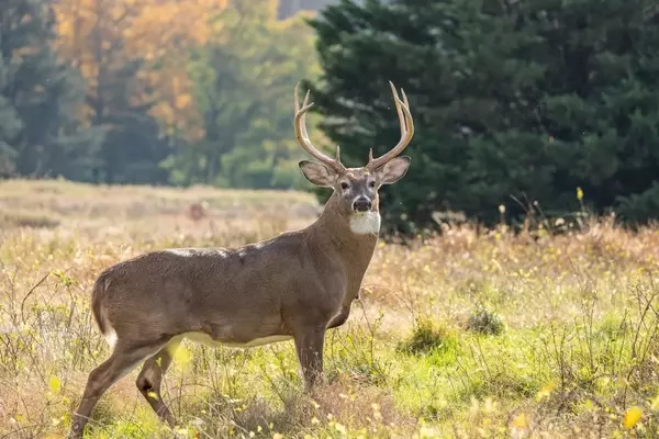 Pennsylvania Debates Easing Deer Baiting Restrictions for Hunters