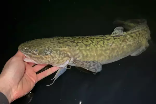 New Length Record for Burbot in Idaho