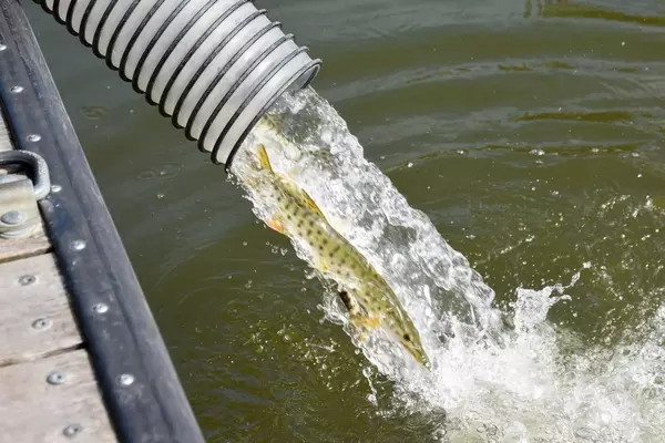 Unraveling the Enigma of Muskie: A Scientific Exploration into Angling Challenges