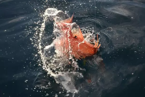 Mastering Hogfish Angling in Tampa Bay