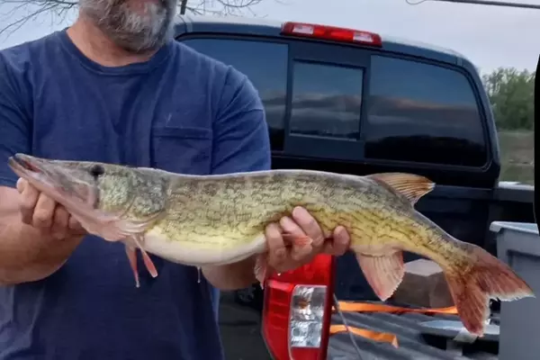 West Virginia Angler Shatters Own Pickerel Record