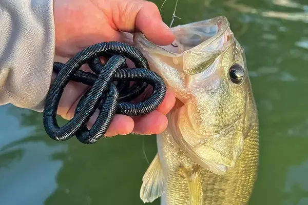 A Comprehensive Review of the Innovative WURM Stickity Split Lure