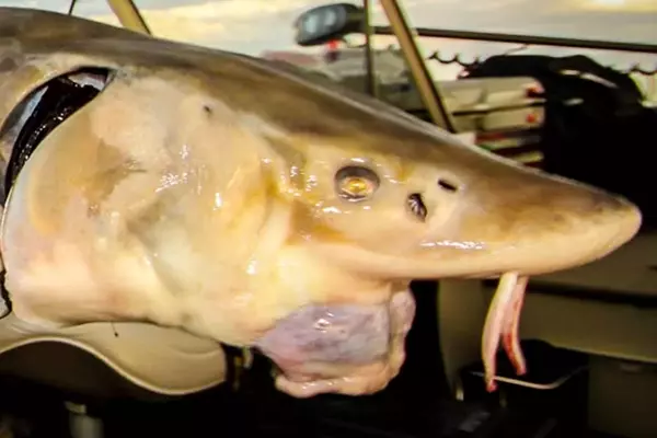 Angler Lands Record Lake Sturgeon in Minnesota