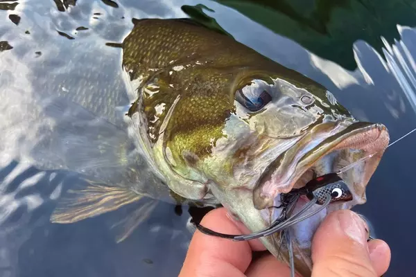 The Unsung Hero: Why Black Lures Dominate Fishing
