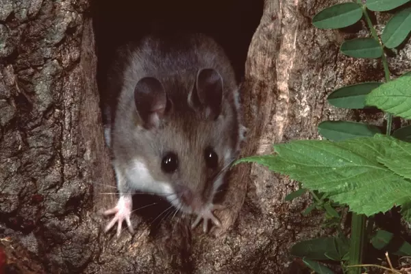 Hantavirus: A Guide for Outdoor Enthusiasts