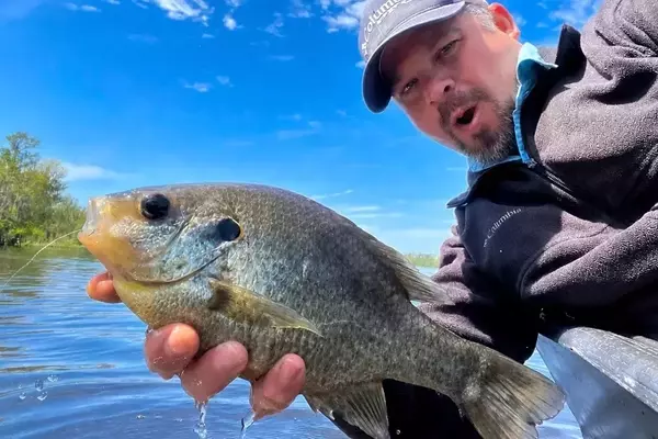 Maximizing Your May Shellcracker Catch: A Guide to Abundant Fillets