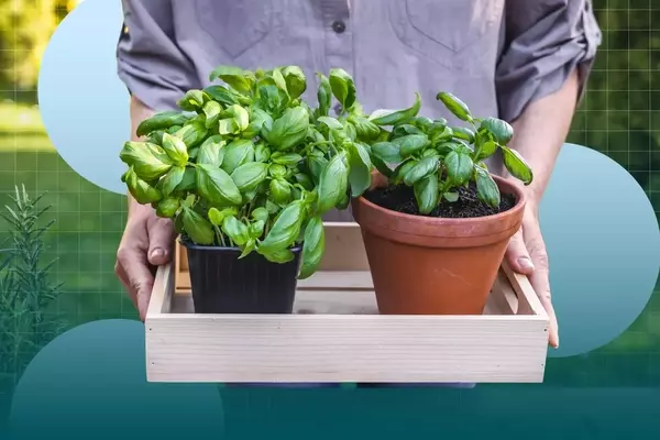 Cultivating Culinary Herbs: A Guide for Home Gardeners