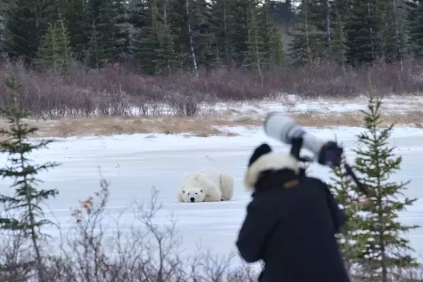 Walking with Giants: An Unforgettable Polar Bear Encounter in the Canadian Arctic