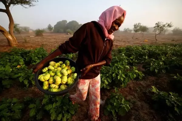 Africa's Path to Food Security: Embracing Agroecology Amidst Fertilizer Crisis
