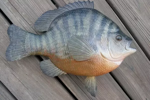 Giants of the Panfish World: Unveiling Record-Breaking Catches