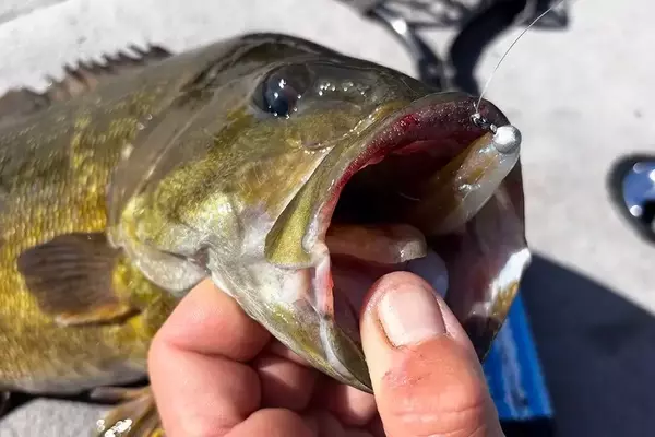 Mastering the Art of Tight Lining: A Traditional Approach to Bass Fishing