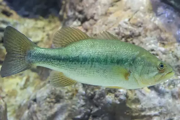 Kentucky Scientists Uncover Genetic Secrets for Giant Largemouth Bass