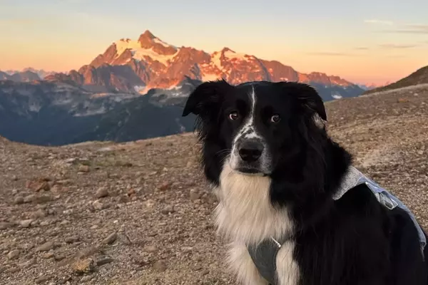 Adventures with Your Canine Companion: Top Dog-Friendly Backpacking Routes