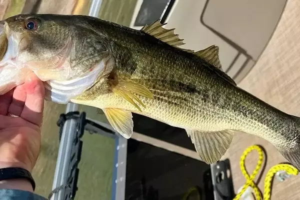 Mastering Post-Spawn Bass Fishing: Strategies for Success