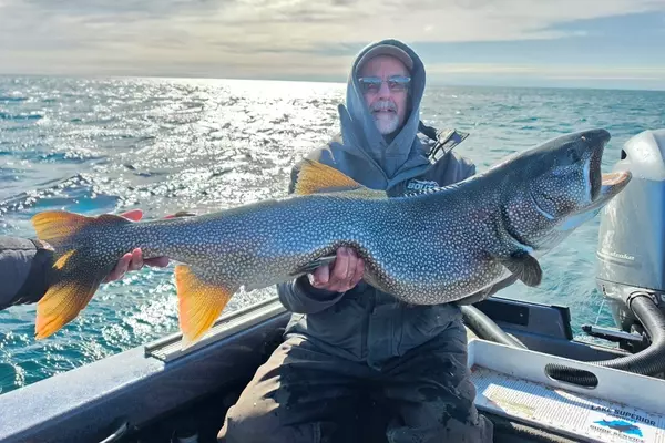 Lake Trout Record Broken Again: A Guide's Unprecedented Streak