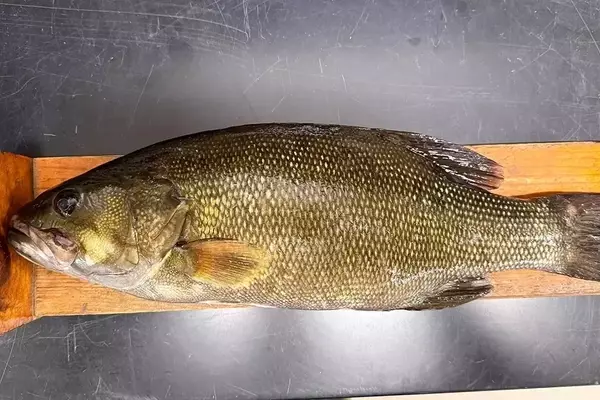Mystery Bass in Lake Allatoona: Unraveling the Intrigue of Non-Native Smallmouth Sightings
