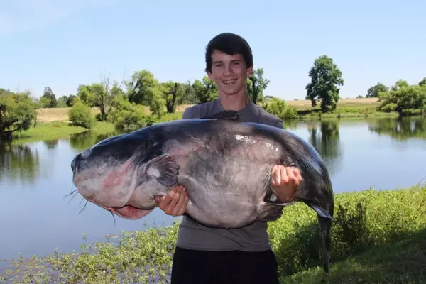 Giants of the Depths: Unveiling North America's Record-Breaking Catfish
