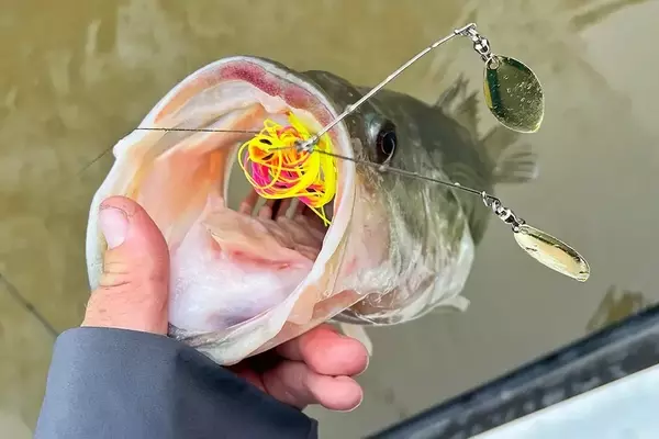 A Fresh Look at Innovative Spinnerbaits for Anglers