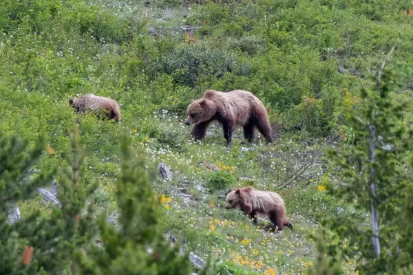 Grizzly Attack Survivor's Harrowing Account in Glacier National Park
