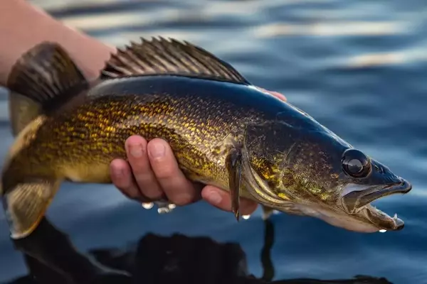 Fisheries Boost Walleye Populations in Aging Reservoirs