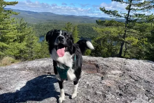 The Perils of Canine Companionship on Long-Distance Hikes