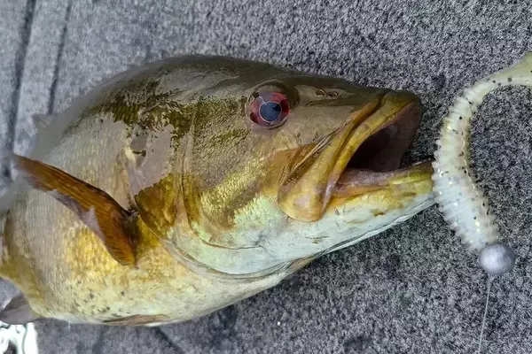 Mastering Post-Spawn Smallmouth Bass: Essential Baits and Techniques