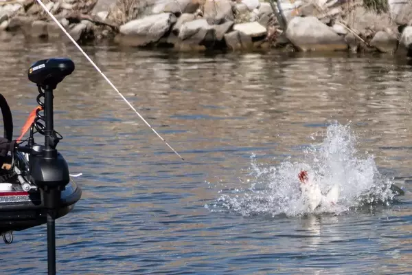 The Rise of Urchin Baits: A New Phenomenon in Bass Fishing