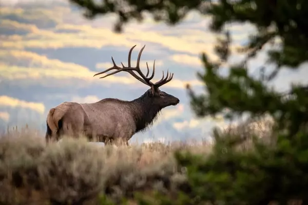 The Enduring Allure of the Hunt: A Deep Dive into a Hunter's Ethos