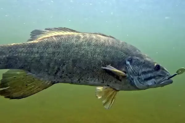 Z-Man ChatterTail: A New Spin on a Classic Lure